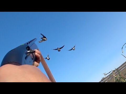 Видео: ОХОТА НА ГУСЕЙ.  Добыли 21 гуся, казарки. Goose Hunting. Осенняя охота.