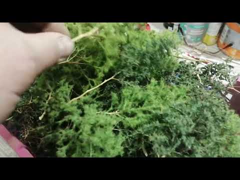 Видео: Деревья для макета из сорняка.