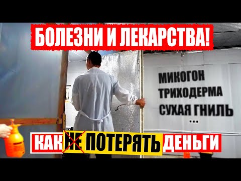 Видео: Болезни шампиньонов, как лечить? Выращивание шампиньонов. Микогон, триходерма, дактилиум. Препараты.