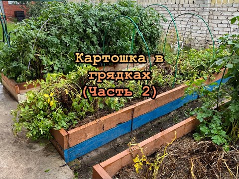 Видео: Картошка в грядках (Часть 2)