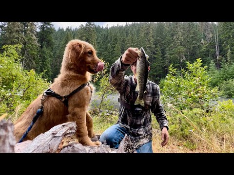 Видео: Ловили дикую форель, пока нас не выгнала гроза | CATCH COOK & CAR CAMPING