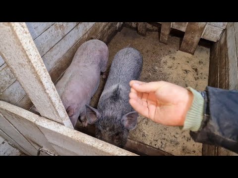 Видео: трёх свиноматок убирать 🤔