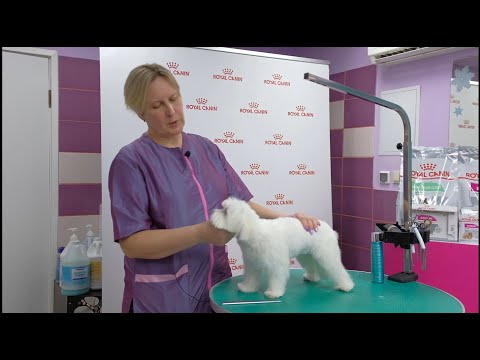 Видео: Мальтийская болонка. Экспресс-стрижка.Пошаговая инструкция: как самостоятельно подстричь мальтезе.