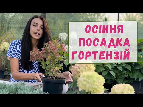 Видео: Осіння посадка гортензій.