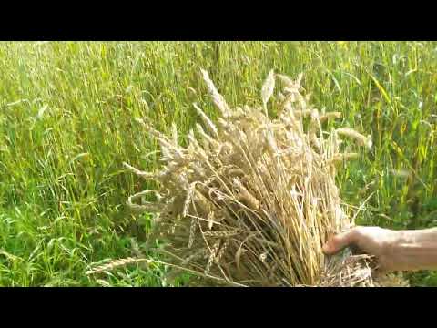 Видео: Уборка Пшеницы