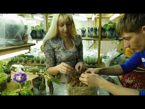 Видео: КАК ПОСАДИТЬ ЛИСТ ГЛОКСИНИИ С ПОМОЩЬЮ МХА СФАГНУМА . 🌱how to grow gloxinia