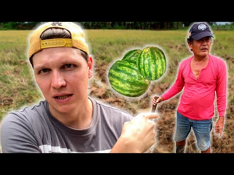Видео: Ремонт инструмента. Взошел урожай 1000 АРБУЗОВ. Дальнейшие планы на участок. Филиппины