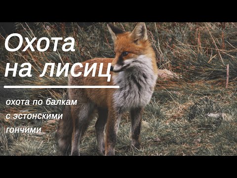 Видео: Охота на лисицу с гончими