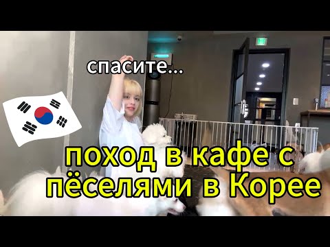 Видео: 🇰🇷Собачье кафе в Корее — милота зашкаливает!🐶🐕🐩