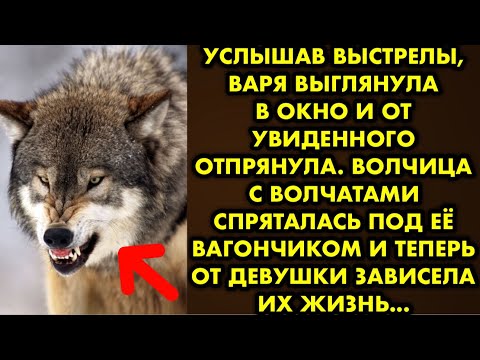 Видео: Услышав выстрелы, Варя выглянула в окно и от увиденного отпрянула. Волчица с волчатами спряталась