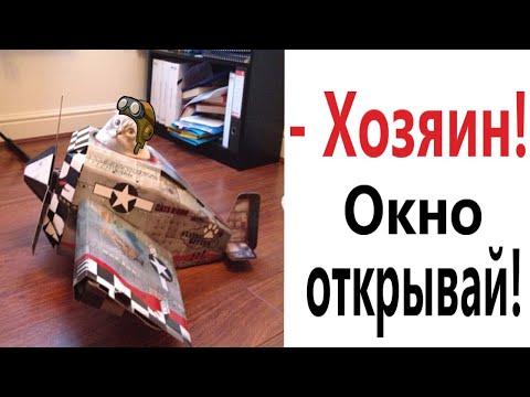 Видео: Лютые приколы! КОТ ПРОТИВ САМОЛЕТА!!! Тест на психику! Попробуй не засмеяться! – Domi Show!