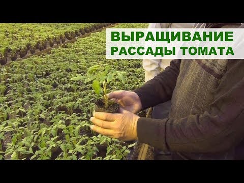 Видео: Выращивание рассады томата 08-12-2017