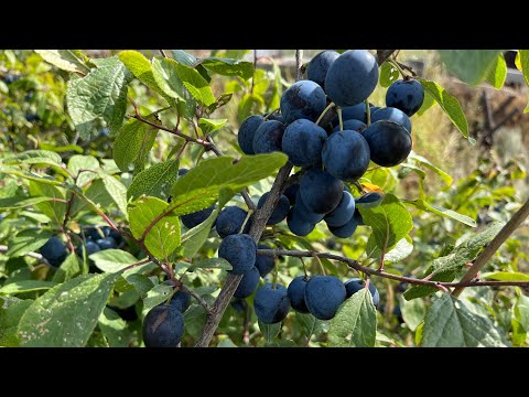 Видео: Жабайы алхоры (терн). Терн туралы. Жабайы алхорының талдарын қалай еккен жақсы.