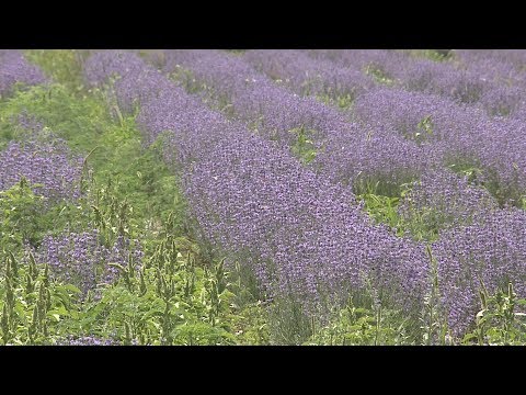 Видео: Душистый урожай лаванды собирают на Ставрополье