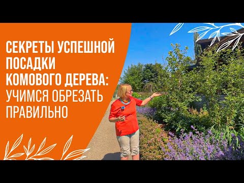 Видео: КАК ПЕРЕСАДИТЬ\ ПОСАДИТЬ ДЕРЕВО: РОЛЬ ОБРЕЗКИ В УСПЕШНОЙ АДАПТАЦИИ