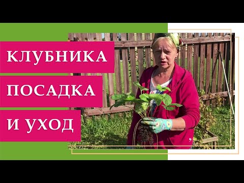 Видео: Клубника уход и посадка осенью правильно. Без секретов.