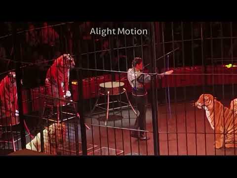 Видео: ЦИРК ТИГРЫ!!!! 🐯🐯🐯🐯🐯