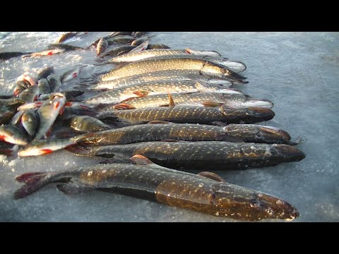 Видео: Первый Лёд 2020-2021! Открыли Сезон на ЩУКУ, На Жерлицы и Балансир!