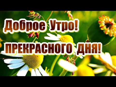 Видео: КРАСИВЫЕ ПЕСНИ ОБО ВСЁМ...ДОБРОЕ УТРО! ПРЕКРАСНОГО ДНЯ!