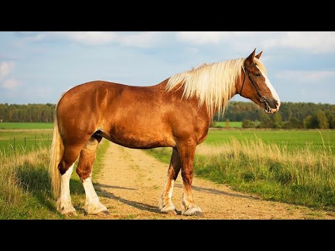 Видео: Владимирская порода лошадей. Кобыла Тайга.