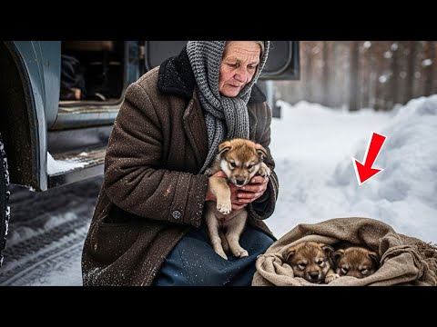 Видео: Старая женщина спасла волчат из снега — и однажды они вернулись, чтобы спасти её