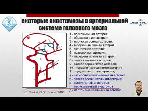 Видео: УЗИ брахиоцефальных сосудов, Часть 1 / Лайков Алексей Владимирович - врач УЗИ, к.м.н.