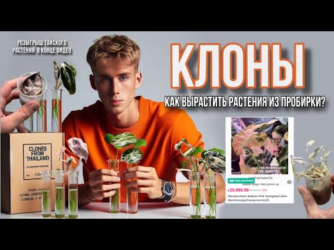 Видео: ОБЗОР НА ВАРИЕГАТНЫЕ АЛОКАЗИИ ИЗ ТАИЛАНДА!🤑 АДАПТАЦИЯ РАСТЕНИЯ ИЗ ПРОБИРКИ!🧪РОЗЫГРЫШ КЛОНА!🌱