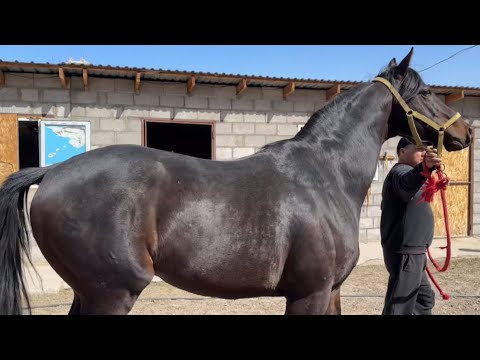 Видео: "Айгырлар" беру́усу.6-чыгарылыш. Кубандын кубанычы.