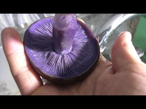 Видео: Приготовил ФИОЛЕТОВЫЕ ГРИБЫ таких ни в одном ресторане не попробуешь!