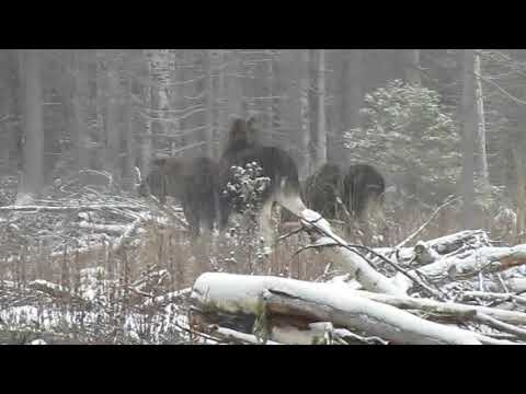 Видео: ЗСЛ Щепка (1г.1мес.) и Пуля по лосю
