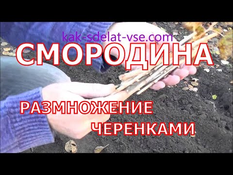 Видео: Размножение смородины черенками осенью.