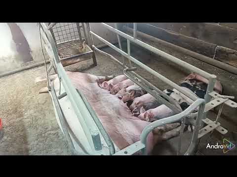 Видео: ##привёз очередную партию свиней ##установил систему охлаждения в свинарнике промышленного типа##