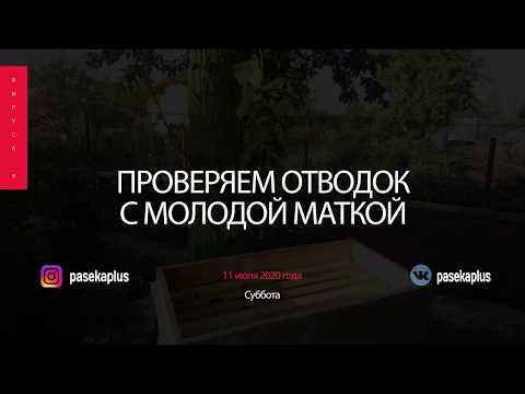 Видео: Выпуск № 9: проверяем отводок с молодой маткой