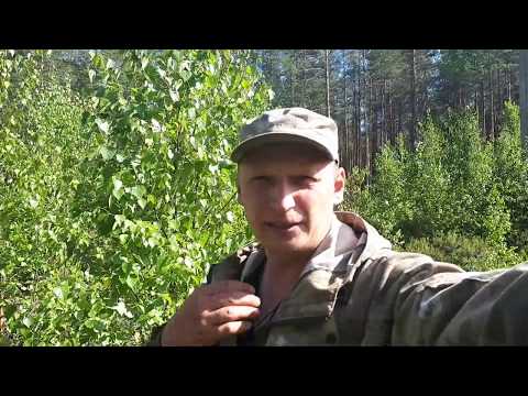 Видео: СТОИТ ЛИ СНИМАТЬ ШЕСТЕРНЮ ЦЕНТРОБЕЖНОГО РЕГУЛЯТОРА!?? СОБИРАЕМ ГОЛУБИКУ.