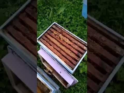 Видео: Бал аары болуу жолдору