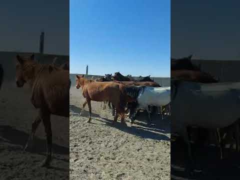 Видео: Полу тяж уйирге салу