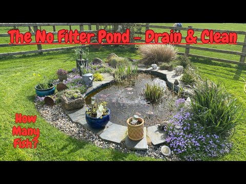 Видео: Пруд для золотых рыбок без фильтра — слейте и очистите