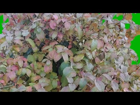 Видео: Сначала Удовольствие получала.... А потом🤔