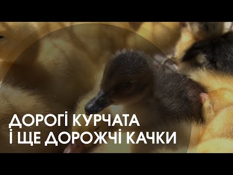 Видео: Кого і за скільки продають на пташиному ринку у Луцьку