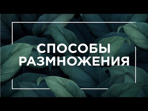 Видео: Способы размножения | ЕГЭ Биология | Даниил Дарвин