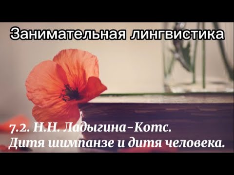 Видео: 7.2. Ладыгина-Котс. Дитя шимпанзе и дитя человека.