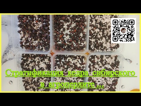 Видео: Как сделать стратификацию семян Кедра Сибирского (#сосна_сибирская_кедровая)
