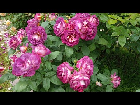 Видео: МАРАФОН по розам на 40 минут! 🌹Под силу самым розанутым. В кадре м.б. руки! 🖐️