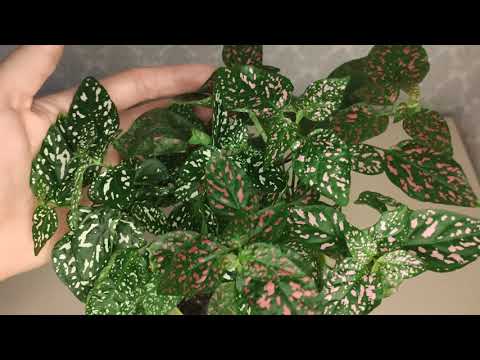 Видео: Гипоэстес(Гипоестес). Правильный уход.в домашних условиях. Размножение Гипоэстеса.