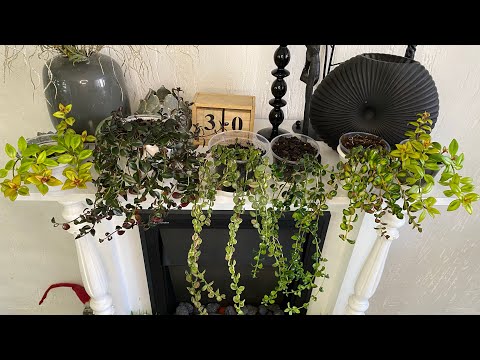 Видео: Нематантус ( гипоцирта) .обзор моих  нематантусов