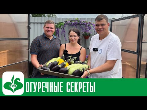 Видео: СУПЕР БАКЛАЖАНЫ В ТЕПЛИЦЕ, ТОМАТНЫЕ НОВИНКИ И ГИБРИДЫ ОГУРЦОВ ОТ СЕМКО.