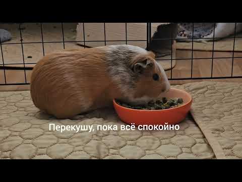 Видео: Свинки скоро половину комнаты захватят