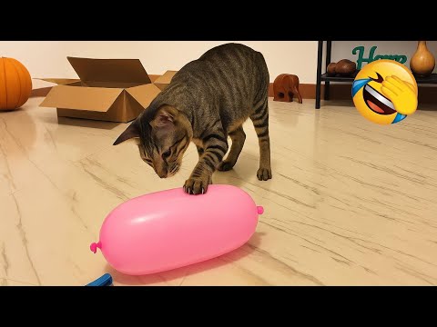 Видео: Весёлые животные, которые точно рассмешат вас! 😅