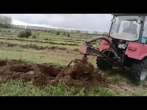 Видео: Голубика. Осенняя посадка и подсадка. Володькин сад. Blueberry. Autumn planting and replanting.