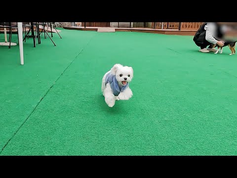 Видео: Щенок, который становится все более зрелым на собачьем стадионе